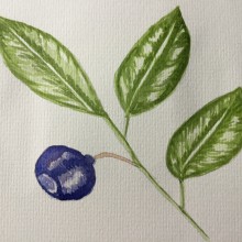 My project in Botanical Watercolor Sketchbook course. Een project van  Artistieke tekening van Gill Bellord - 10.08.2020