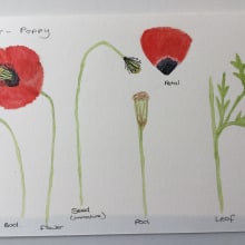 My project in Botanical Illustration with Watercolors course. Artistic Drawing project by Gill Bellord - 08.10.2020
