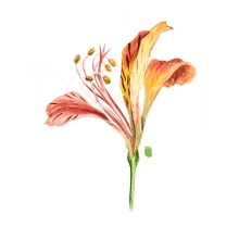 Estudos Botânicos. Pintura em aquarela e Ilustração botânica projeto de Luli Reis - 12.05.2019