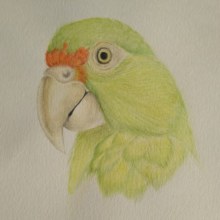 Aprendiendo a Ilustrar Aves . Un proyecto de Ilustración tradicional de Natalia Chávez - 17.08.2020