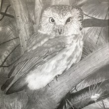 Saw-Whet Owl. Un proyecto de Dibujo de Catherine Dunn - 23.07.2003