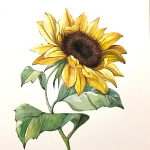 Watercolor - Sunflower. Un proyecto de Pintura a la acuarela de Cathy Yong - 21.08.2020