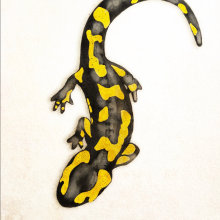 Salamandra salamandra . Un proyecto de Ilustración tradicional y Dibujo de Adrian Yugo - 01.09.2020