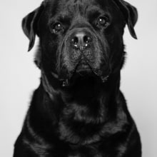 Mi Proyecto del curso: Introducción a la fotografía de perros. Un proyecto de Fotografía, Fotografía de retrato y Fotografía digital de Núria Fau - 03.09.2020