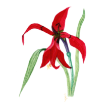 Jacobean Lily. Un proyecto de Ilustración botánica de Brinda Kakani - 04.09.2020