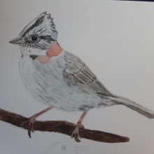 Mi Proyecto del curso: Ilustración naturalista de aves con acuarela. Un proyecto de Ilustración tradicional de heidi.heitmann.frutuoso - 19.09.2020