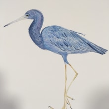 Mi Proyecto del curso: Ilustración naturalista de aves con acuarela. Un proyecto de Pintura a la acuarela de Inés - 22.10.2020