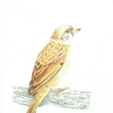 My project in Naturalist Bird Illustration with Watercolors course. Un proyecto de Pintura a la acuarela de Charina Cabanayan - 06.11.2020