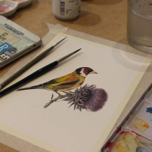 Mi Proyecto del curso: Ilustración naturalista de aves con acuarela. Un proyecto de Diseño gráfico e Ilustración botánica de Carme Farrerons - 12.11.2020