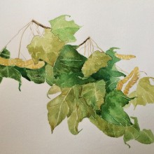 My project in Botanical Illustration with Watercolors course. Un proyecto de Ilustración tradicional de A KJ - 21.11.2020