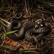 Grass Snake - Photography. Un proyecto de Fotografía, Fotografía digital, Fotografía artística y Fotografía en exteriores de Sambotin Georgiana - 18.06.2015