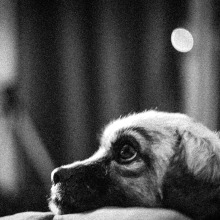 la vida de perro de Wanda y Boxy... . Fine-Art Photograph project by Giovana Higa - 12.05.2020