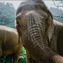 Elefantes en Tailandia . Documentar, and Photograph project by Lorena Caso - 12.08.2020