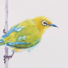My Final project in Naturalist Bird Illustration. Un proyecto de Ilustración tradicional, Pintura a la acuarela y Brush Painting de masayasu yamamoto - 07.12.2020
