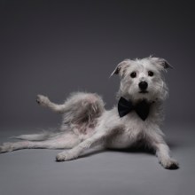 Mi Proyecto del curso: Introducción a la fotografía de perros. Fotografia para Instagram projeto de Jose lucena spadavecchia - 12.12.2020