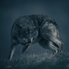 Iberian Wolf. Fotografia de retrato projeto de Roger Martínez Molina - 19.12.2020