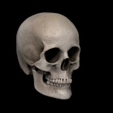 Female skull. 3D Modeling project by Amparo Pérez Aparicio - 12.28.2018