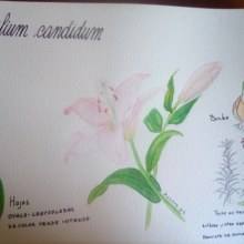 Mi Proyecto del curso: Cuaderno botánico en acuarela. Un proyecto de Ilustración botánica de xastre.as - 29.12.2020