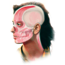 Ilustración Médica-Musculatura facial. Un proyecto de Ilustración tradicional, Infografía, Ilustración digital y Dibujo anatómico de Ulises Martinez - 13.03.2020