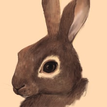 Conejo europeo común. Un proyecto de Ilustración digital e Ilustración naturalista				 de Veruska Maceiras - 03.01.2021