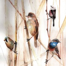 My project in Artistic Watercolor Techniques for Illustrating Birds course. Painting, and Watercolor Painting project by Dorota Martyńska - 12.30.2020