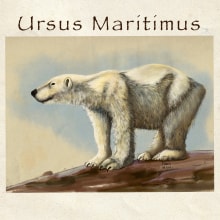 Ursus Maritimus. Un proyecto de Ilustración tradicional, Ilustración digital, Dibujo digital e Ilustración naturalista				 de maria moriani poli - 14.01.2021