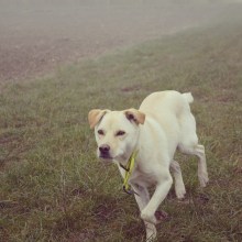 Mein Kursprojekt: Lifestyle-Fotografie mit Hunden. Fotografia projeto de katrin.80 - 26.01.2021