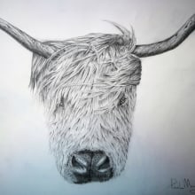 Scottish Highland Cattle. Desenho a lápis projeto de Paolo Mongillo - 31.01.2021