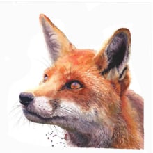 Watercolour fox. Pintura em aquarela projeto de Sarah Stokes - 01.11.2020