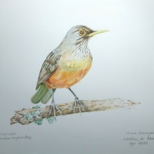 Meu projeto do curso: Ilustração naturalista de aves com aquarela. Um projeto de Ilustração naturalista de Waldnei Abreu - 02.02.2021