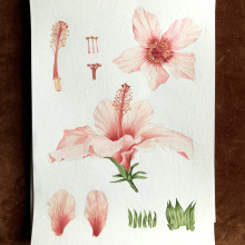 My project - Botanical Illustration with Watercolors . Un proyecto de Pintura a la acuarela, Brush Painting e Ilustración botánica de Migas Ribeiro Cary - 08.02.2021