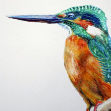 Kingfisher in watercolor: updated. Un proyecto de Pintura a la acuarela e Ilustración naturalista				 de masayasu yamamoto - 09.02.2021