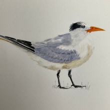 My project in Naturalist Bird Illustration with Watercolors course. Ilustração tradicional projeto de Liz - 20.02.2021