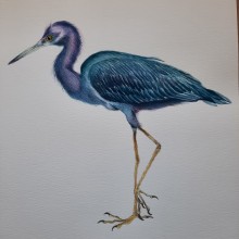 Mi Proyecto del curso: Ilustración naturalista de aves con acuarela. Un proyecto de Bellas Artes de indiraonate - 21.02.2021