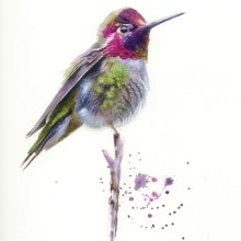 Watercolour hummingbird watercolour and watercolour ink. Un proyecto de Pintura a la acuarela de Sarah Stokes - 25.02.2021