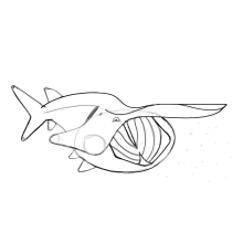 Wisconsin Aquatic Wildlife. Un proyecto de Ilustración tradicional y Lettering de Ray - 16.02.2021
