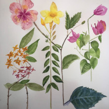 Mi Proyecto del curso: Ilustración botánica con acuarela. Un proyecto de Pintura a la acuarela de Ivannia Lazzaro - 04.03.2021