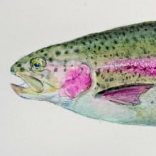 Fish with rainbow color. Un proyecto de Pintura a la acuarela e Ilustración naturalista				 de masayasu yamamoto - 14.03.2021