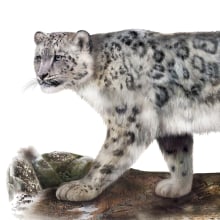 Leopardo de las nieves (Panthera uncia)  Ein Projekt aus dem Bereich Traditionelle Illustration, Malerei mit Acr und l von Julia Rouaux - 10.09.2016