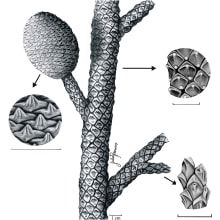 Reconstrucción paleobotánica. Un proyecto de Ilustración tradicional e Ilustración botánica de Julia Rouaux - 01.12.2011
