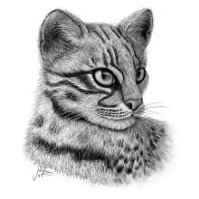 Gato montés sudamericano (Leopardus geoffroyi). Un proyecto de Ilustración tradicional e Ilustración naturalista				 de Julia Rouaux - 15.10.2008
