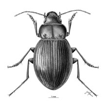 Ilustración de nueva especie de coleóptero: Rhytidognathus platensis . Un proyecto de Ilustración tradicional de Julia Rouaux - 01.11.2012
