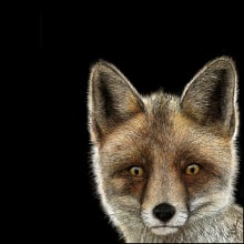 Zorro rojo (Vulpes vulpes). Projekt z dziedziny  R, sunek atramentem, Ilustracja naturalist i czna użytkownika Julia Rouaux - 20.08.2017