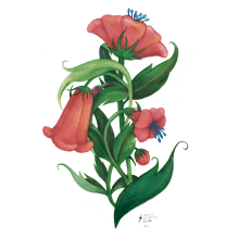 Floral Coral. Painting, Botanical Illustration, and Gouache Painting project by Cristina Bustamante Runde - 12.15.2020