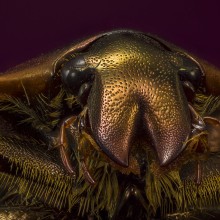 Escarabajo de las Rosas, Macro Extremo.. Un proyecto de Fotografía, Fotografía de retrato, Fotografía de estudio y Fotografía documental de Sergio Gómez - 01.04.2021