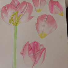 Mi Proyecto del curso: Ilustración botánica con acuarela. Un projet de Illustration botanique de Scarlette Rivera - 05.04.2021