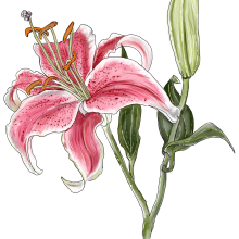 My project in Botanical Sketchbooking: A Meditative Approach course. Un proyecto de Ilustración digital de Paula Montgomery - 06.04.2021