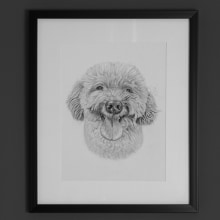 Graphite drawing of Toy Poodle dog. Pencil Drawing, Drawing, Portrait Drawing, and Realistic Drawing project by Marj Handog - 04.02.2021