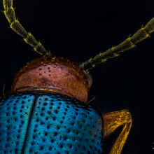 Escarabajo Pulga Brillante, Macro Extremo.. Un proyecto de Fotografía, Fotografía de retrato, Fotografía de estudio y Fotografía documental de Sergio Gómez - 13.04.2021