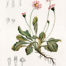 Bellis perennis. Un proyecto de Pintura a la acuarela, Dibujo realista e Ilustración botánica de Begoña Blázquez Parro - 20.04.2021